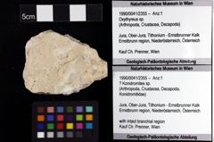 Foto (Objket + Etiketten) von ? Konidromites sp. 